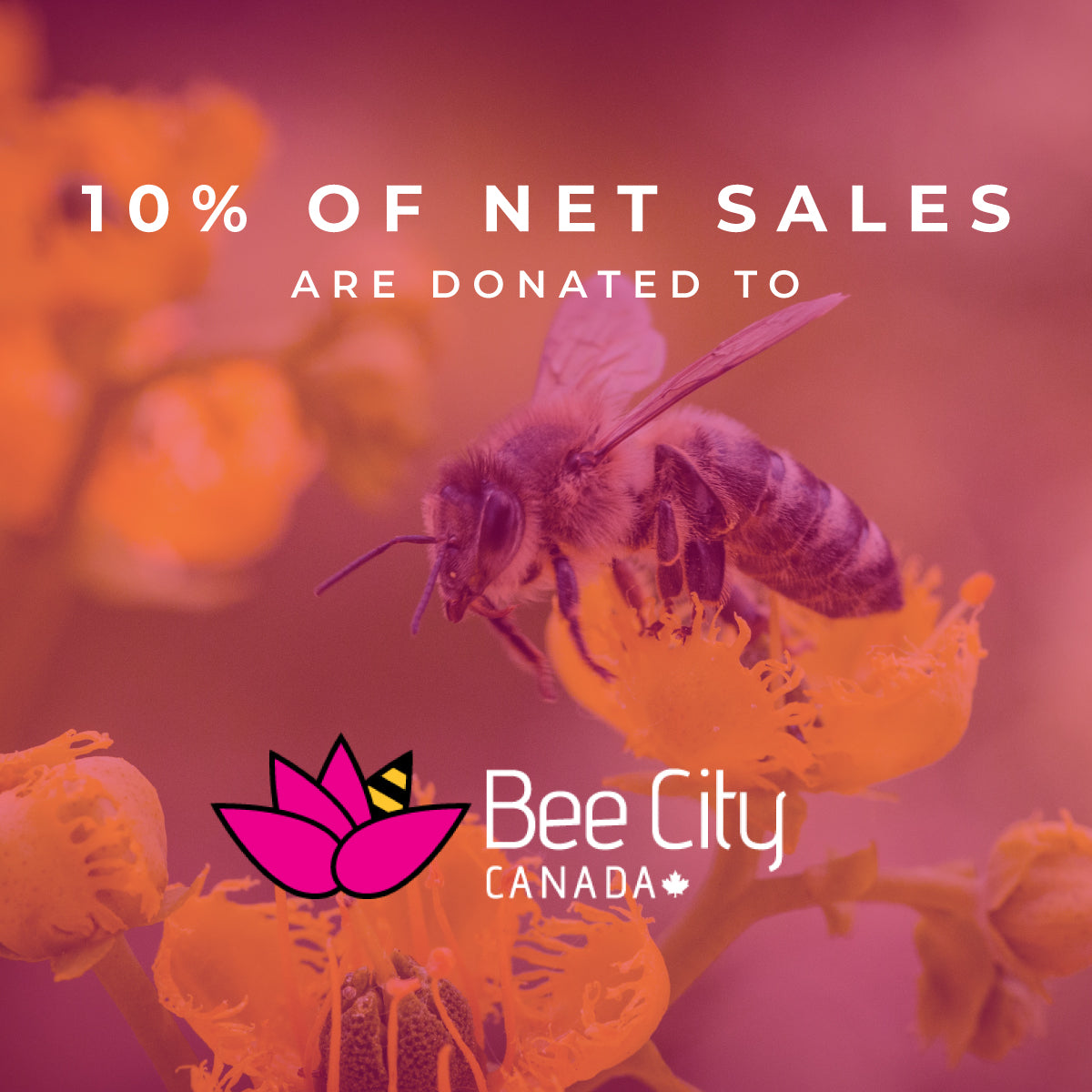 NOGU X BEE CITY