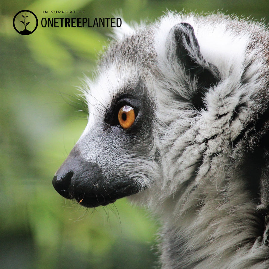 EIN GEPFLANZTER BAUM KISMET LINKS