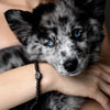 Crystal Pup Paw Kollektion