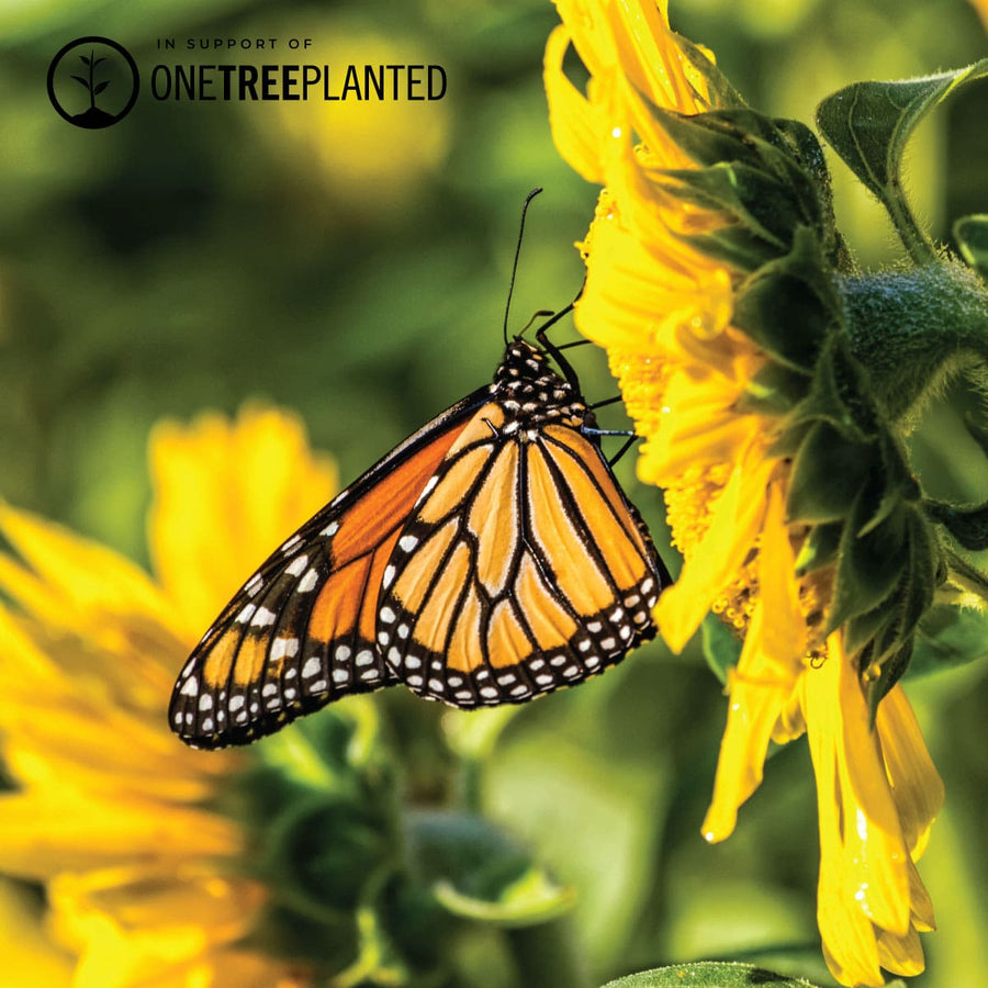 EIN GEPFLANZTER BAUM KISMET LINKS