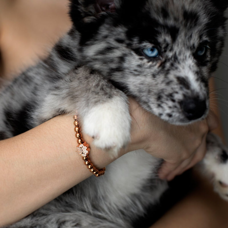 Pfote | 18 Karat Roségold | Kristallwelpen-Print