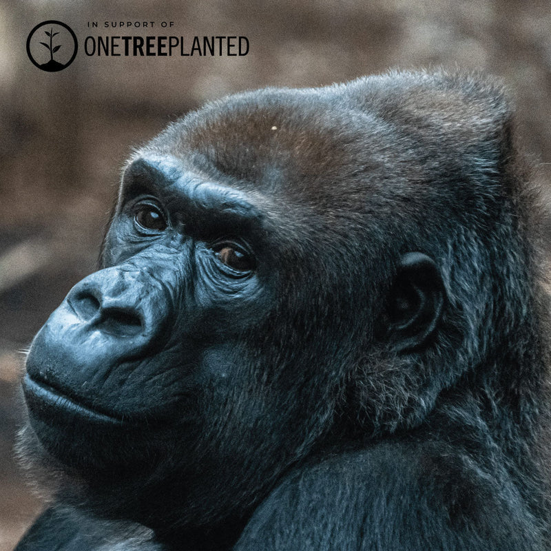 Mountain Gorilla Links | Deluxe Kismet Armband | Schwarz x Rotguss