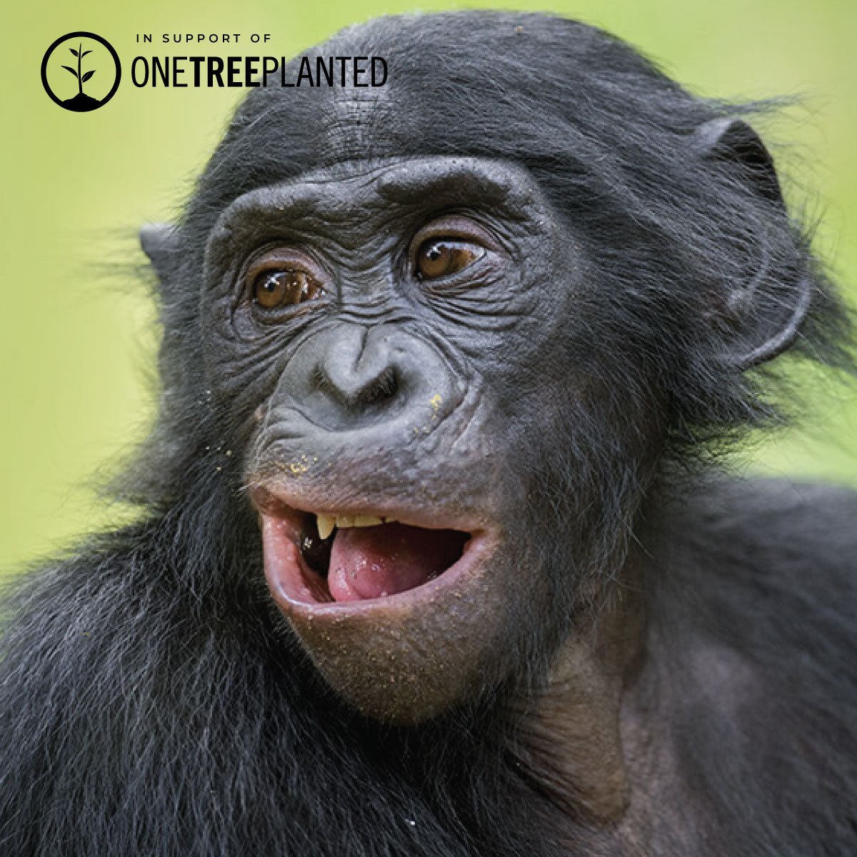 Bonobo Links | Original Kismet Armband | Lila x Silber