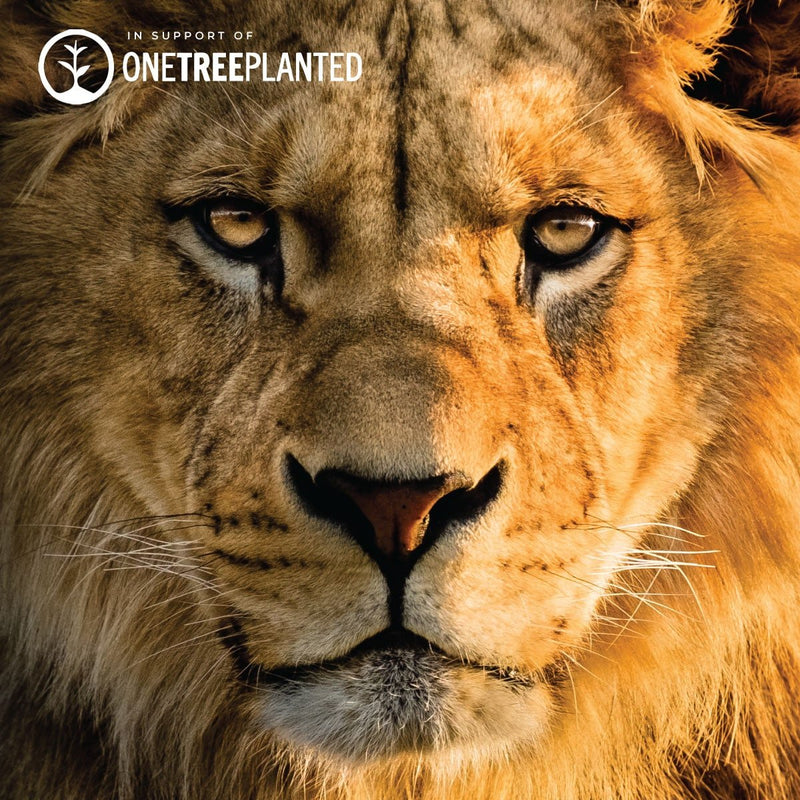 Löwenglieder | Original Kismet Armband | Schwarz x Gold