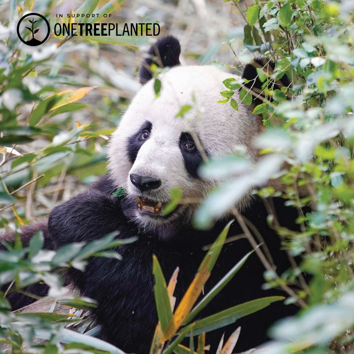 Panda Links | Original Kismet Armband | Schwarz x Silber