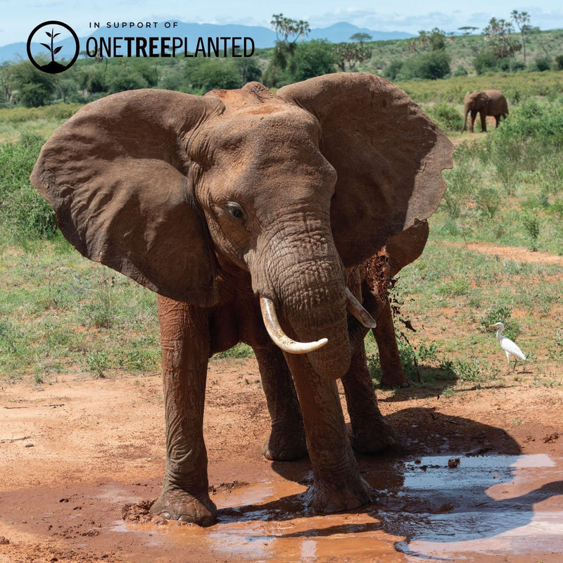 Sumatra-Elefanten-Glieder | Original Kismet Armband | Blau x Silber