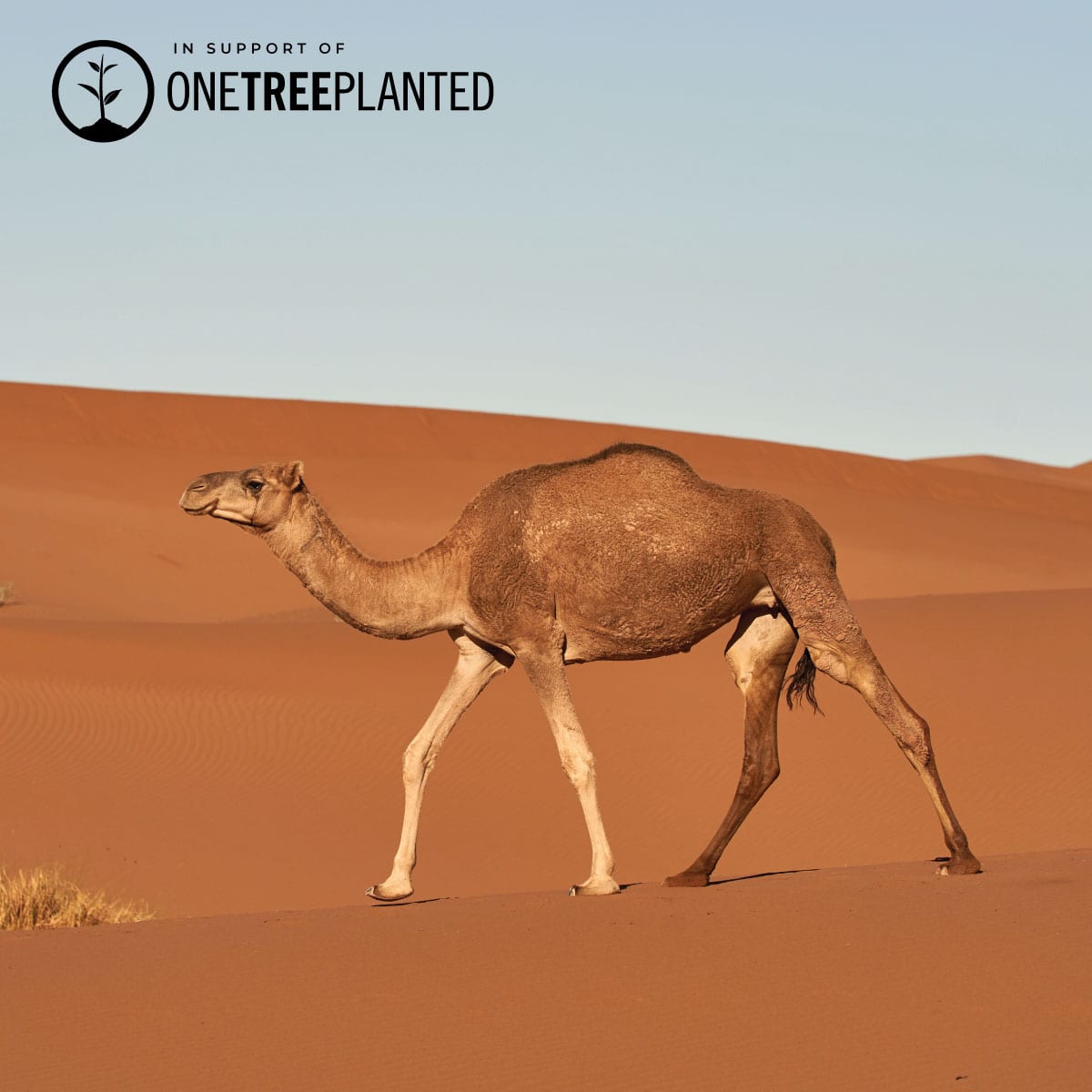 Camel Links | Mini Kismet Armband | Orange x Silber