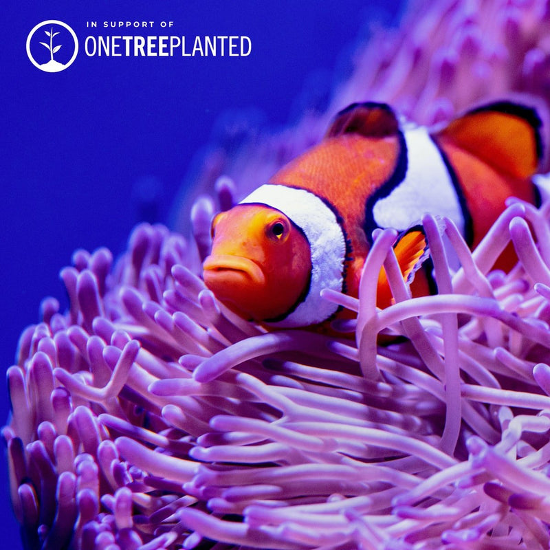 Clownfisch-Glieder | Mini-Kismet-Armband | Neonorange x Silber