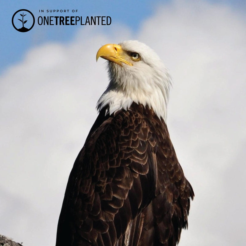 Adlerglieder | Mini-Kismet-Armband | Grau x Silber