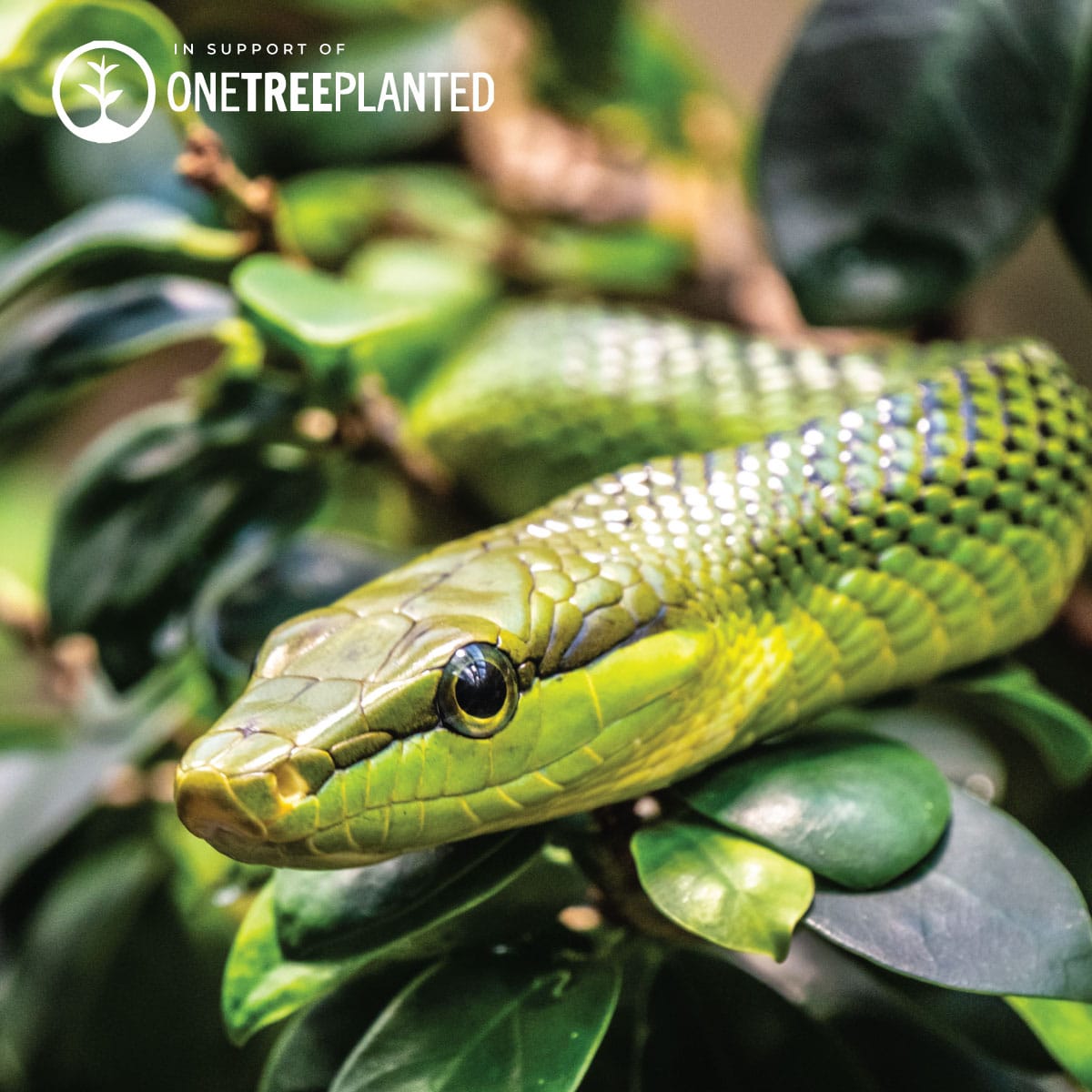 Grüne Baumschlangenglieder | Mini-Kismet-Armband | Limettengrün x Silber