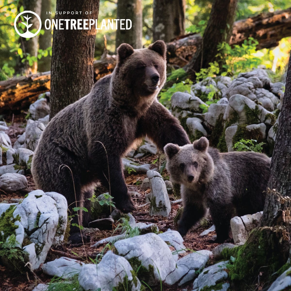 Grizzlybär-Glieder | Mini-Kismet-Armband | Braun x Silber