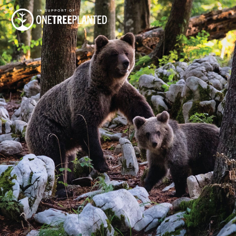 Grizzlybär-Glieder | Mini-Kismet-Armband | Braun x Silber