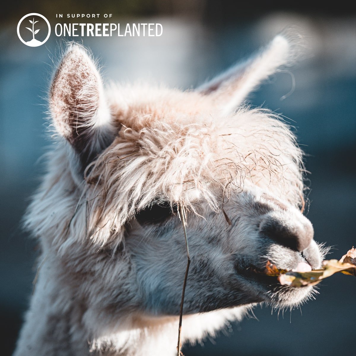 Lama-Links | Mini-Kismet-Armband | Neongelb x Silber