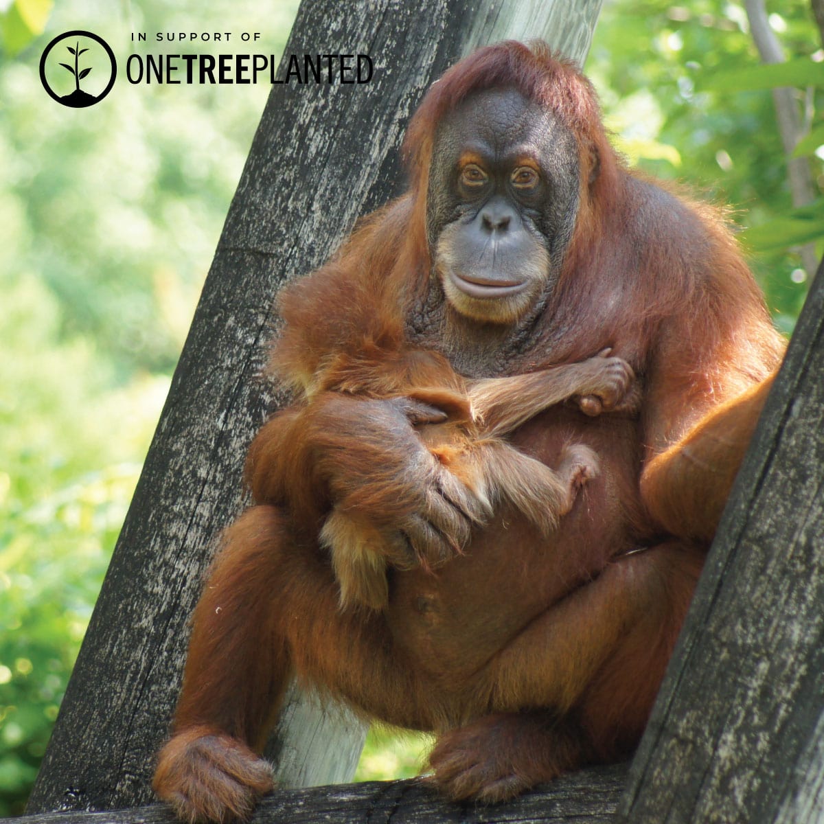 Orang-Utan-Glieder | Mini-Kismet-Armband | Orange x Silber