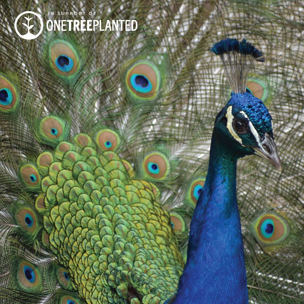 Pfauenglieder | Mini-Kismet-Armband | Blaugrün x Silber