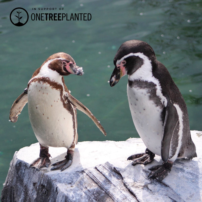 Pinguin-Glieder | Mini-Kismet-Armband | Koralle x Silber