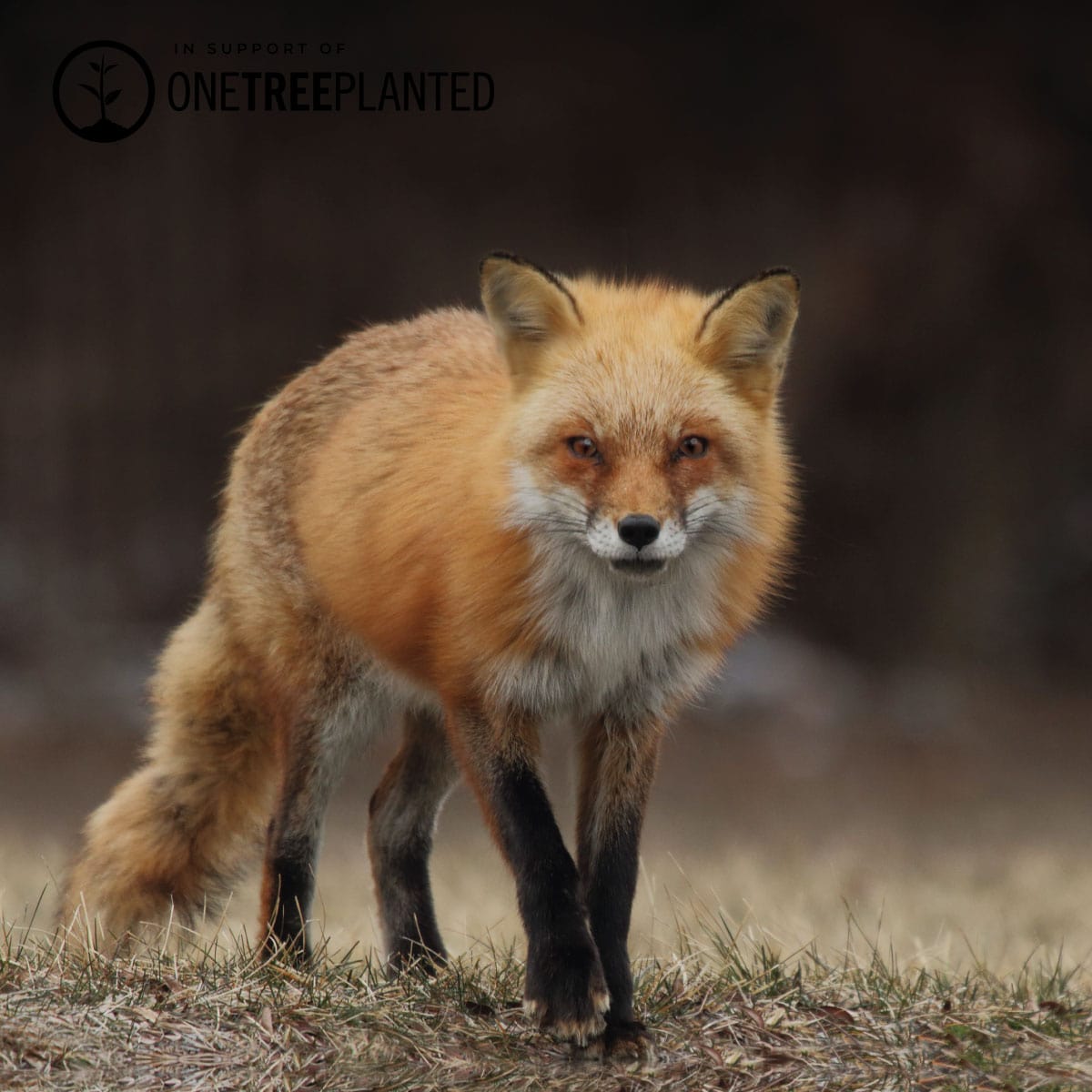 Rotfuchs-Glieder | Mini-Kismet-Armband | Burgunderrot x Silber