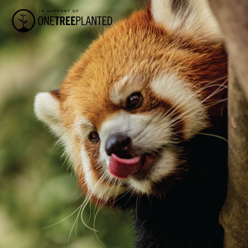 Rote Panda-Glieder | Mini-Kismet-Armband | Rot x Silber