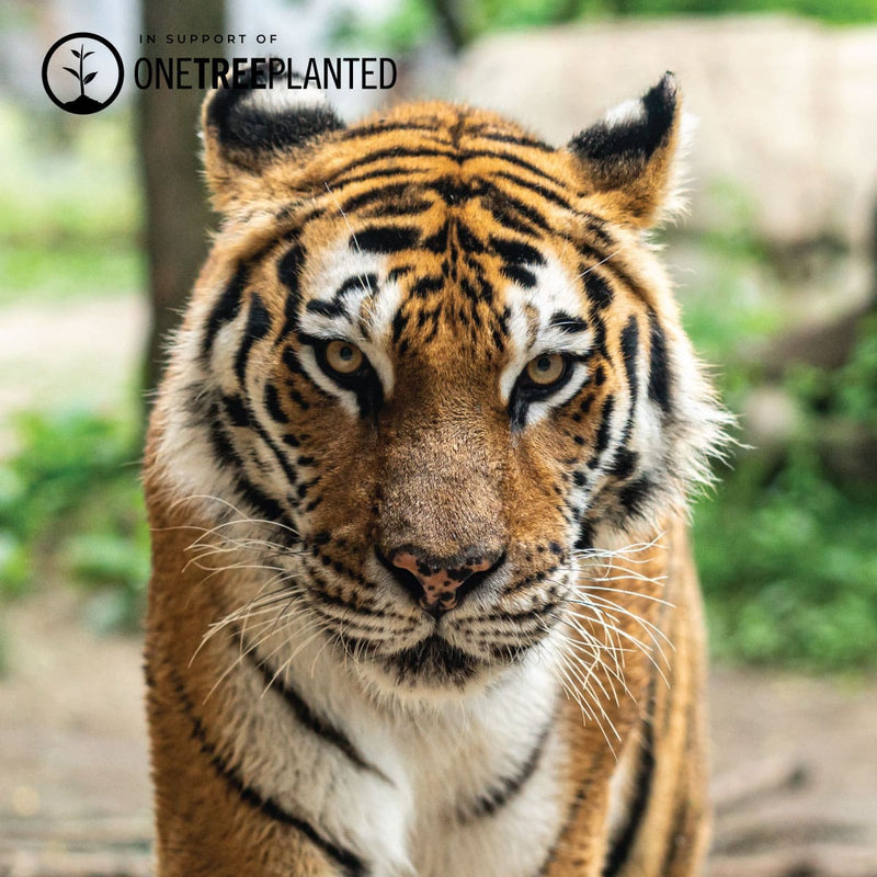 Tiger Links | Mini Kismet Armband | Schwarz x Roségold