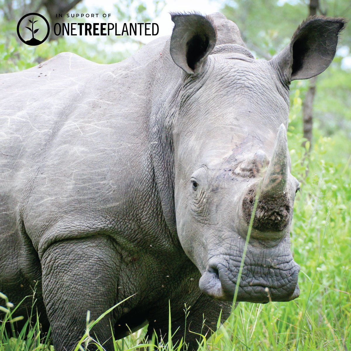 Weiße Nashorn-Glieder | Mini-Kismet-Armband | Weiß x Silber