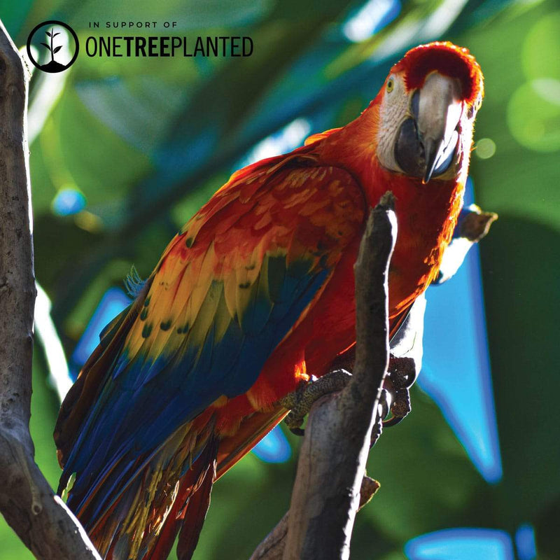 Ara-Links | Original Kismet Armband | Spectrum x Silber 