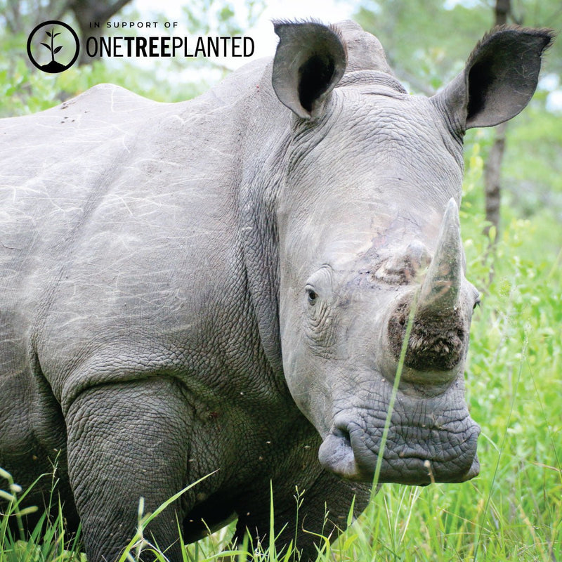 Weiße Nashorn-Glieder | Original Kismet Armband | Weiß x Silber