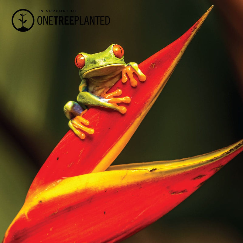 Laubfrosch-Glieder | Mini-Kismet-Armband | Grün x Silber